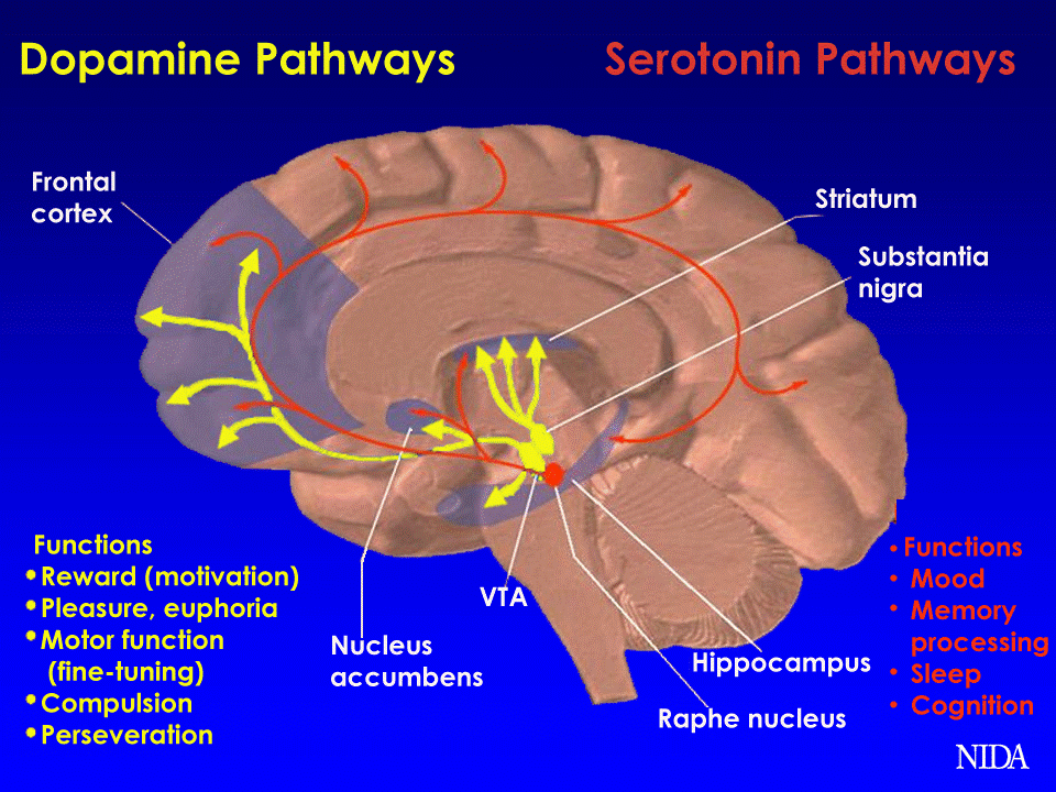 Dopamine and Serotonin Pathways